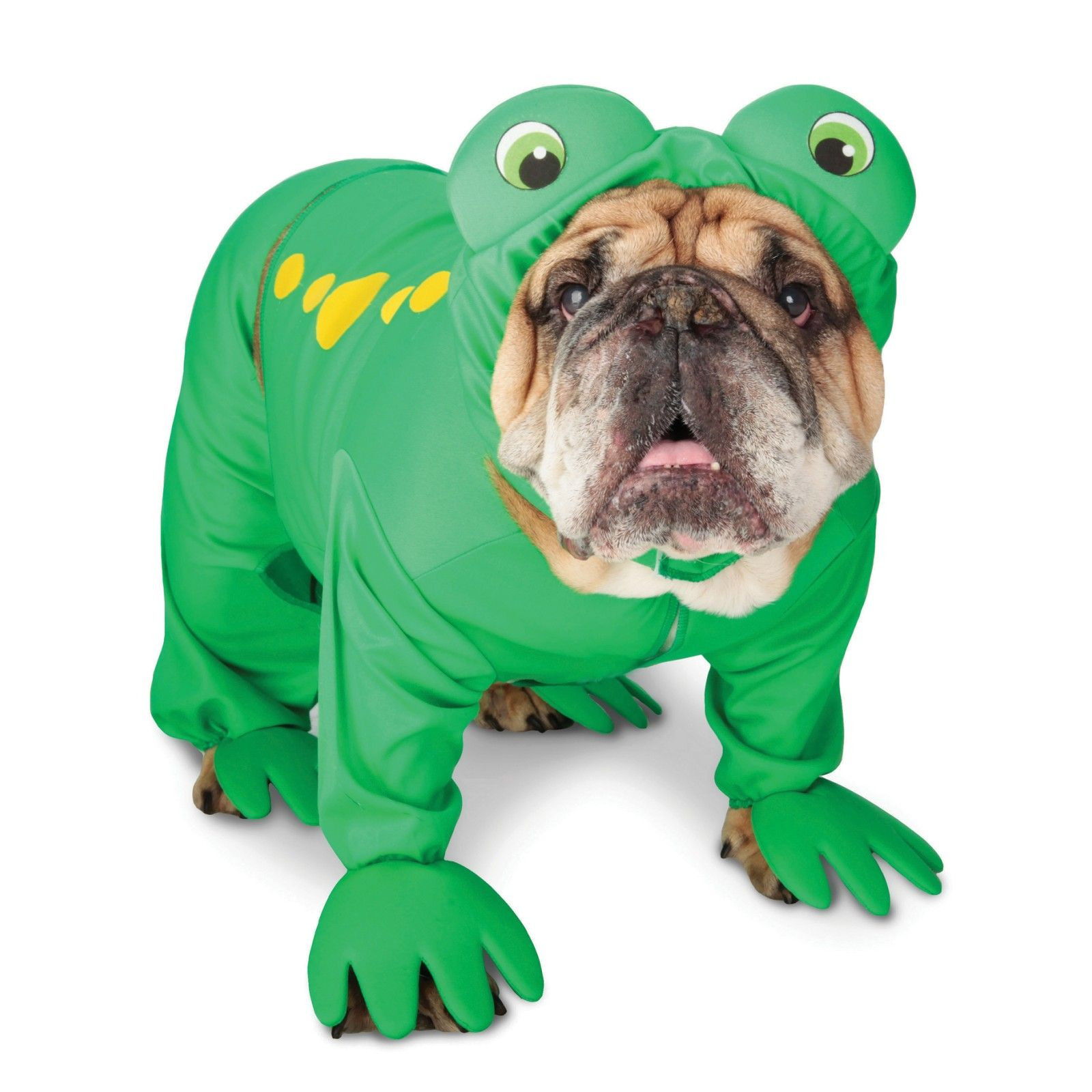 Frog Costumes for Dogs Elegant Bulldog In A Frog Suit