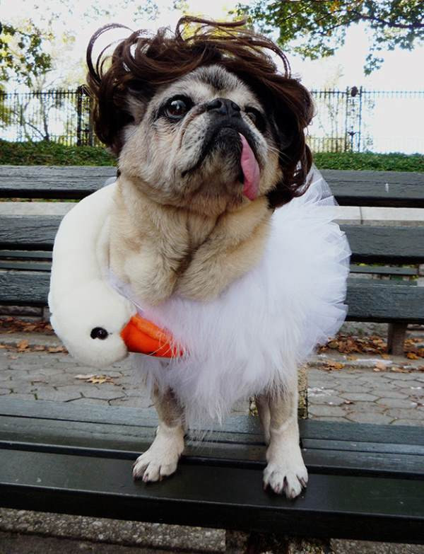 Funny Pet Costumes Beautiful the 25 Insanely Funny Dog Costumes Ever