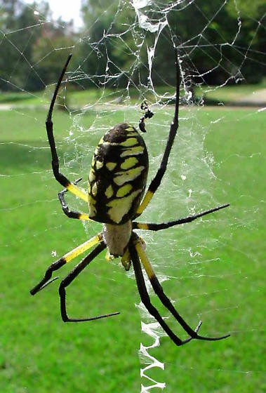 Giant Spider Outdoor New Garden Spider Argiope Aurantia Bugguide Net