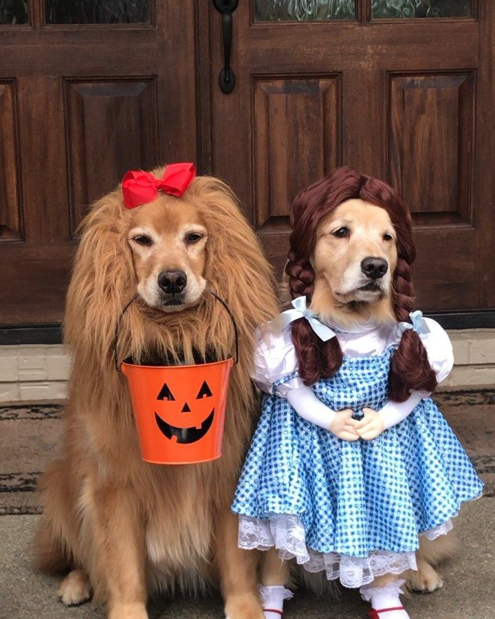 Golden Retriever Halloween Costumes Beautiful It Looks Like these Two Adorable Golden Retrievers Have their Wizard Of