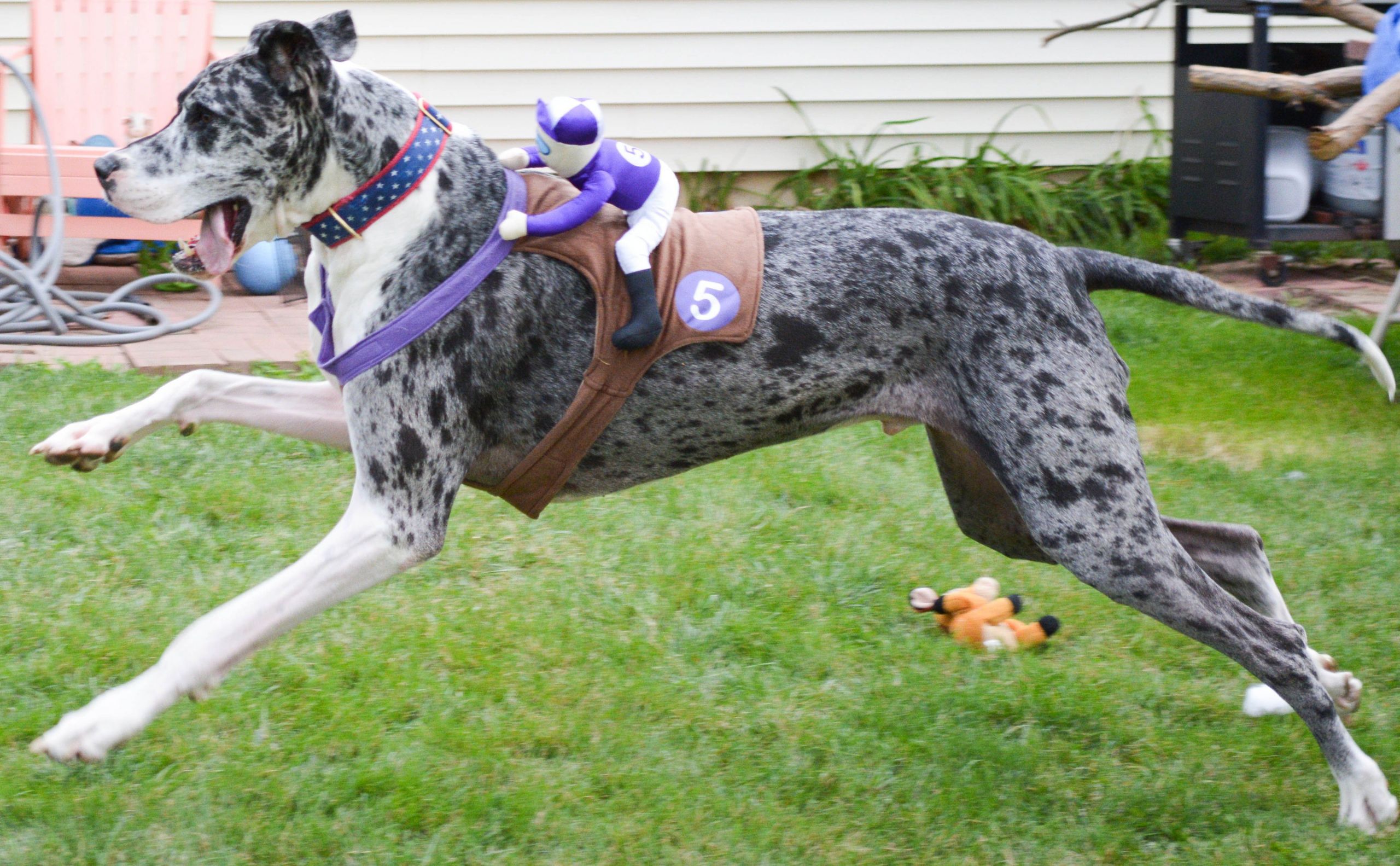 Great Dane Dog Costumes Beautiful Happy Halloween and A Spooky Sale