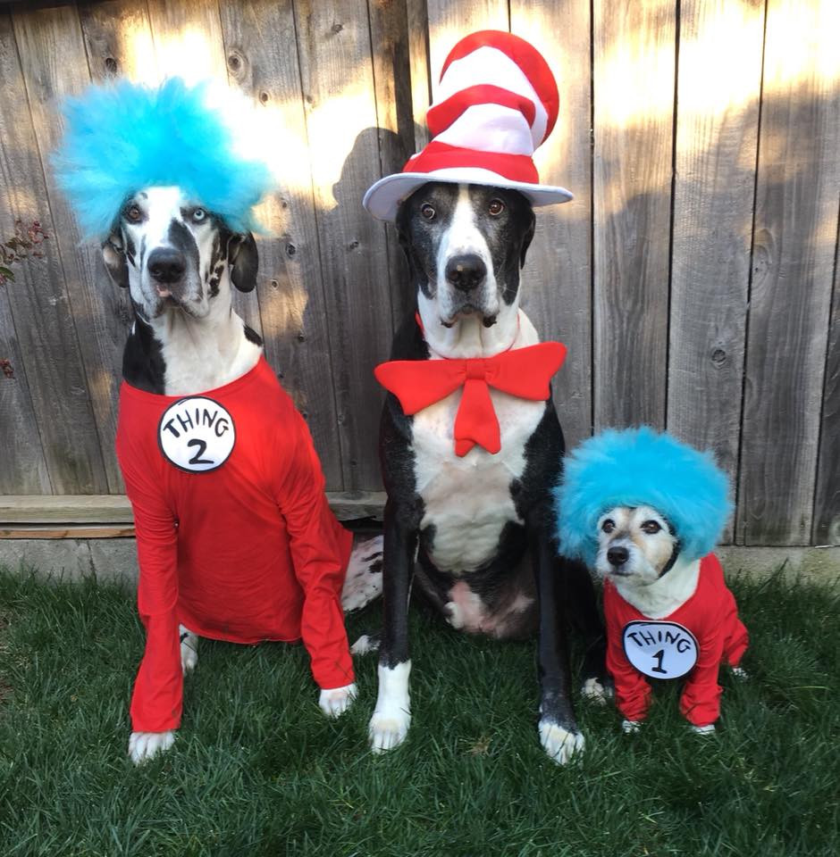 Great Dane Halloween Costumes Best Of 60 Costumes that Prove Great Danes Always Win at Halloween the Paws