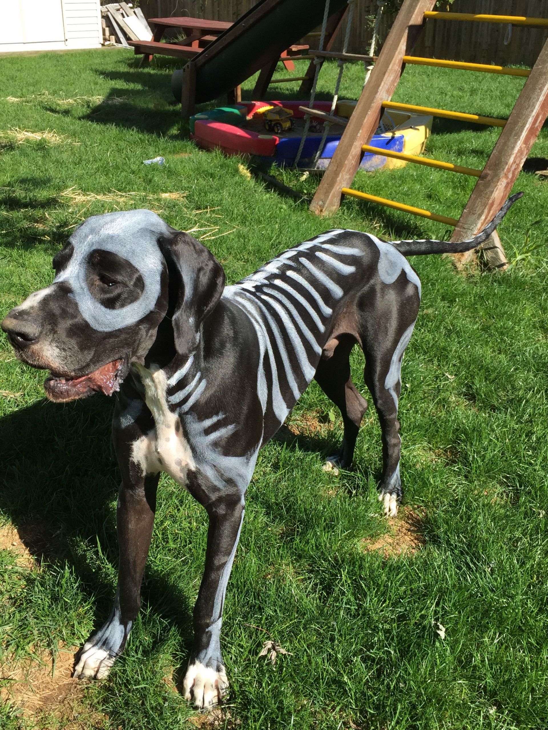 Great Dog Costumes New Goliath Great Dane Halloween Costume Skeleton Face Paint