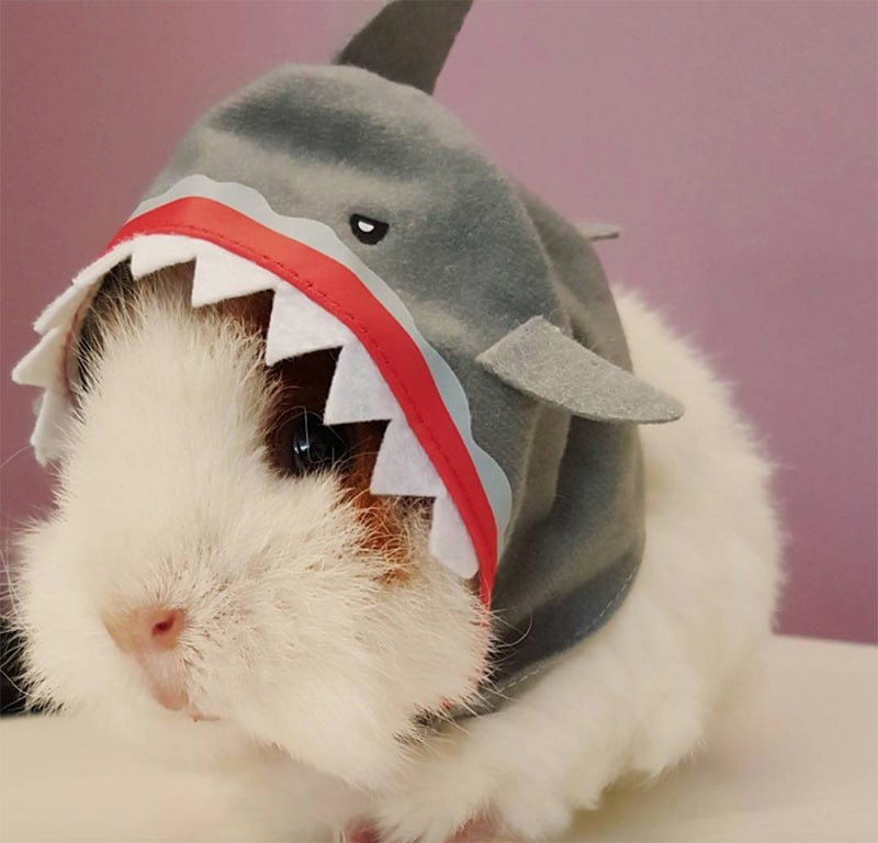 Guinea Pigs Costumes Beautiful 13 Epically Cute Guinea Pig Costumes that Win Halloween