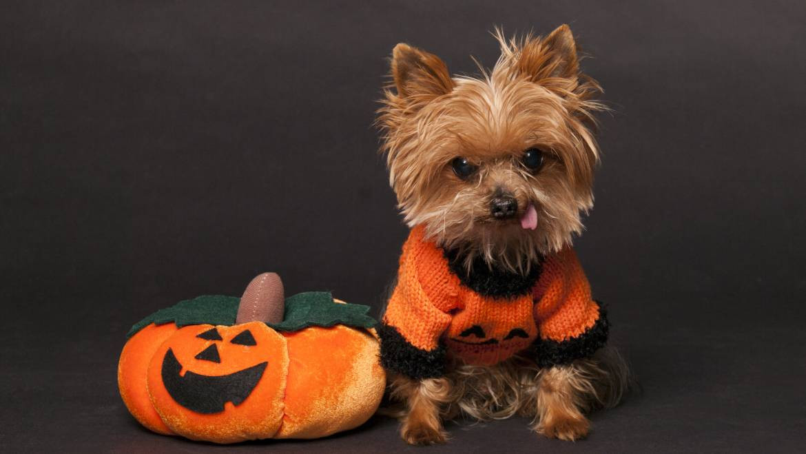 Halloween Costume for Yorkie Fresh Yorkie Dog Halloween Costumes Yorkie Life