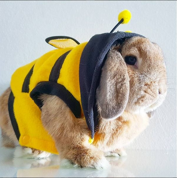 Halloween Costumes for Pet Rabbits Lovely 28 Pet Costumes We Wish We Could Wear Ourselves