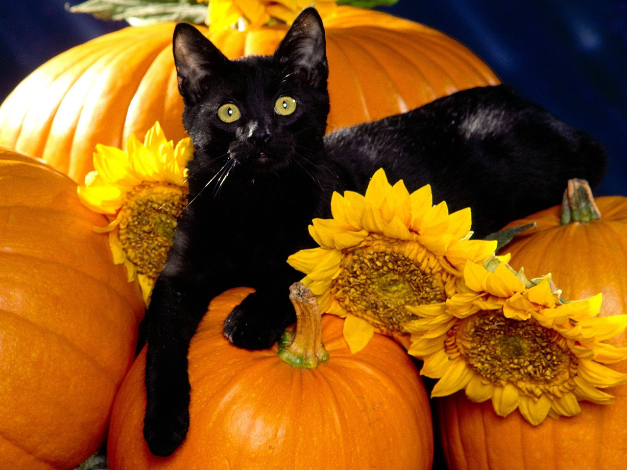 Halloween Cute Cat Fresh Cute Cat Halloween Wallpaper Wallpapersafari