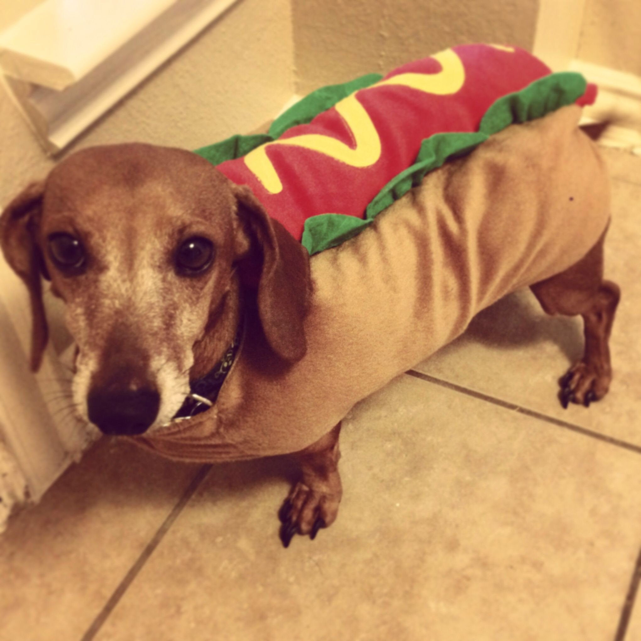 Halloween Weenie Dog Fresh We Got Our Weenie Dog His Halloween Costume today Oh Yes This is