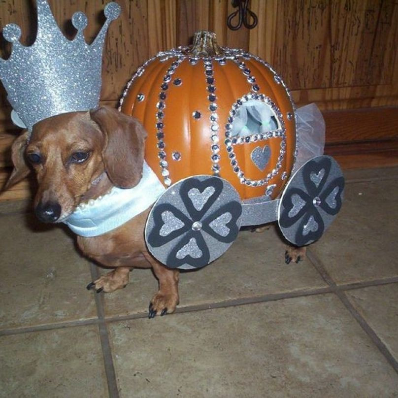 Halloween Weiner Dog Beautiful 20 Creative Ways to Dress Your Weenie This Halloween