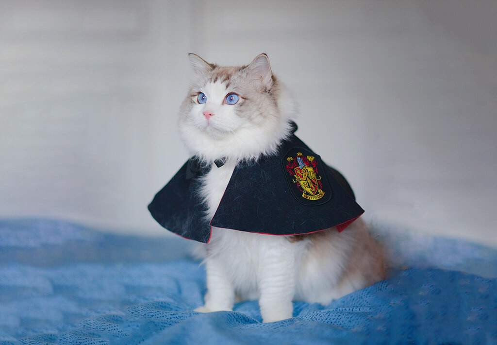 Harry Potter Cat Costume Fresh 8 Best Harry Potter Cat Costumes for Your Feline Friend Bona Fide