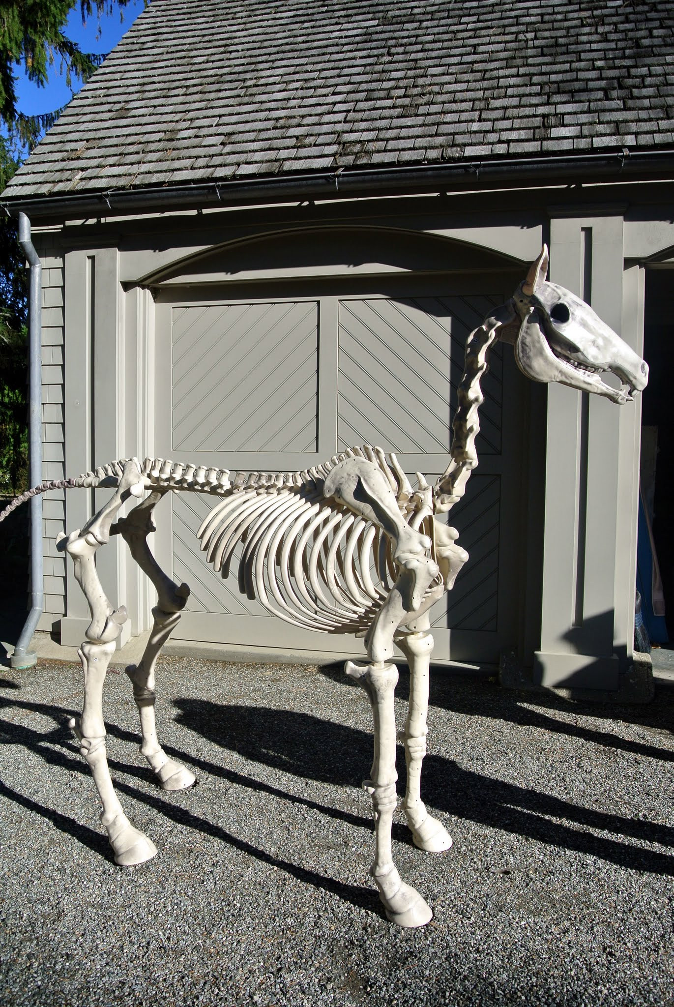 Horse Skeleton Decoration Lovely Halloween Horse Skeleton Best Decorations