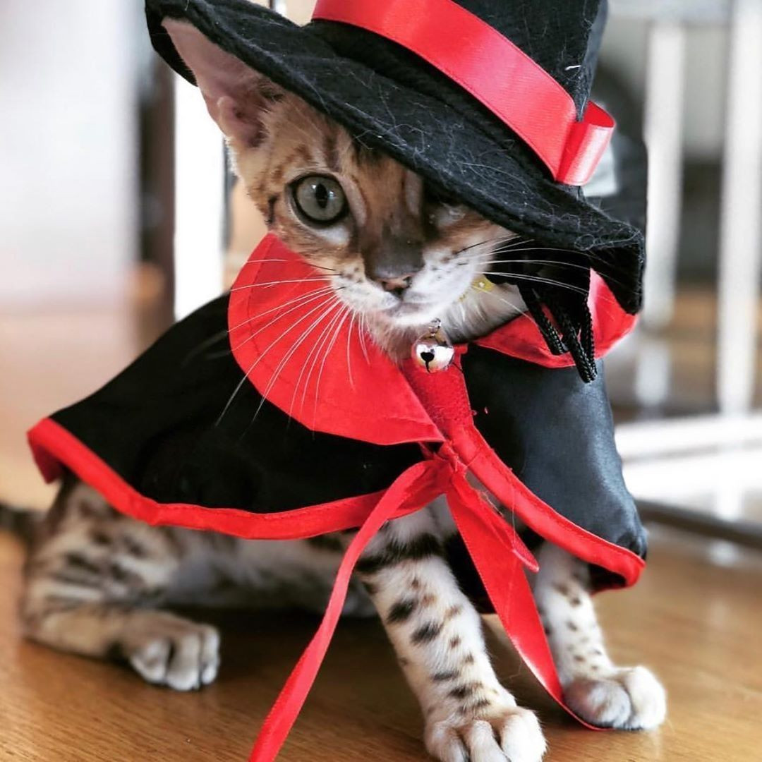 Kitten In Costume Beautiful 15 Best Halloween Costumes for Cats