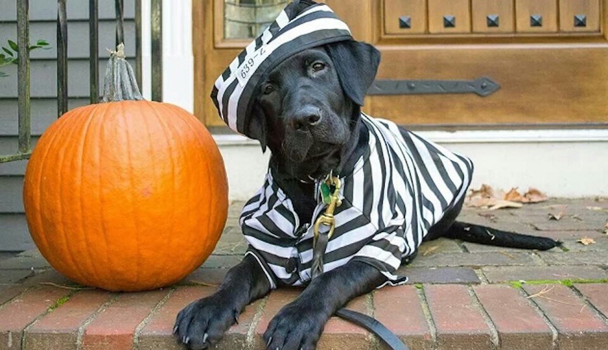 Labrador Retriever Halloween Costumes Inspirational 17 Best Labrador Halloween Costume Ideas