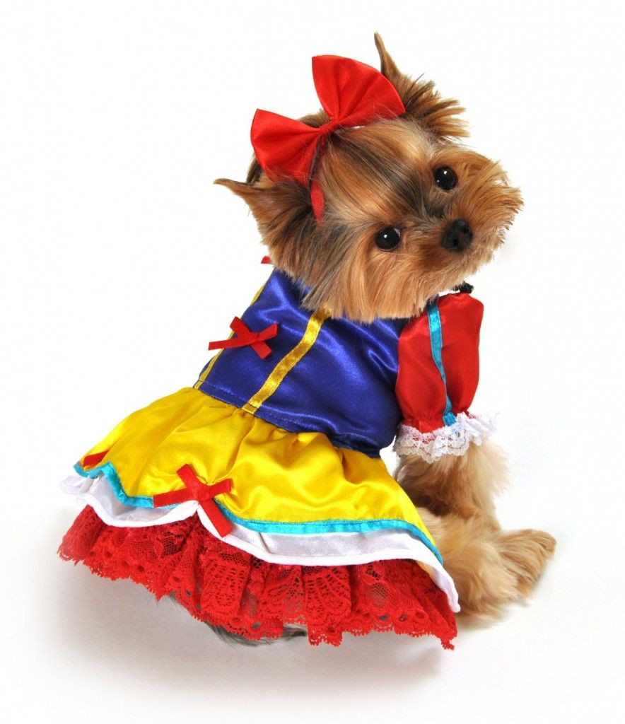 Little Dog Costumes Inspirational top 10 Cutest Dog Costumes for Small Dogs