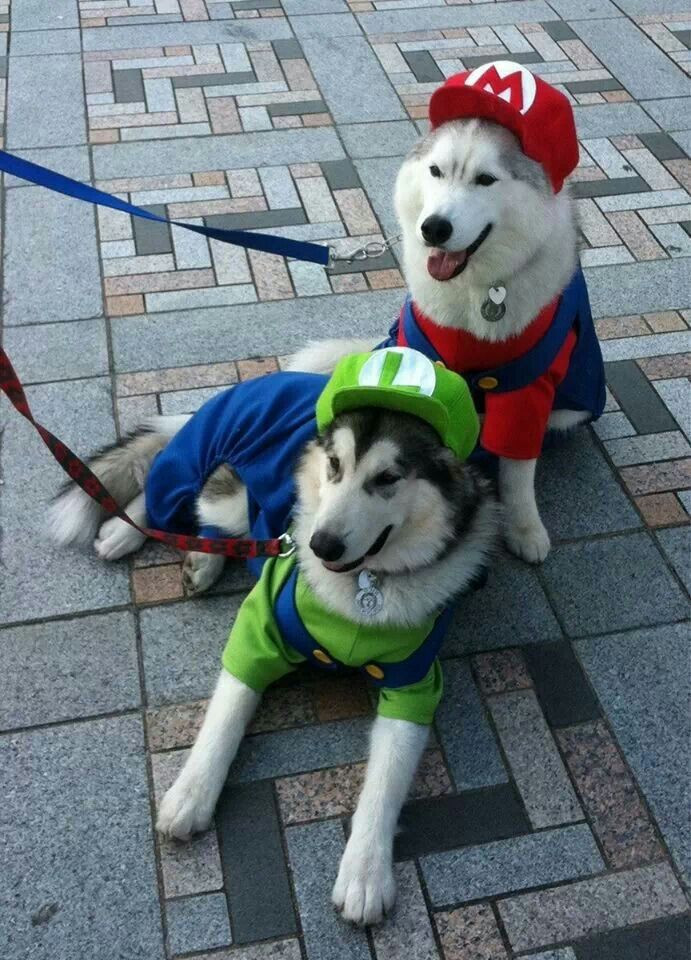 Mario and Luigi Dog Costumes Lovely Luigi and Mario Pups Cute Dog Costumes Pet Halloween Costumes Animal