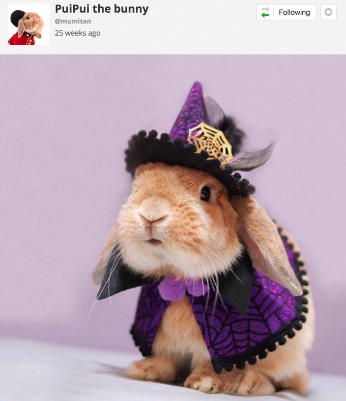 Pet Bunny Halloween Costume Awesome 24 Of the Most Adorable Halloween Pet Costumes that Will Make You Wish