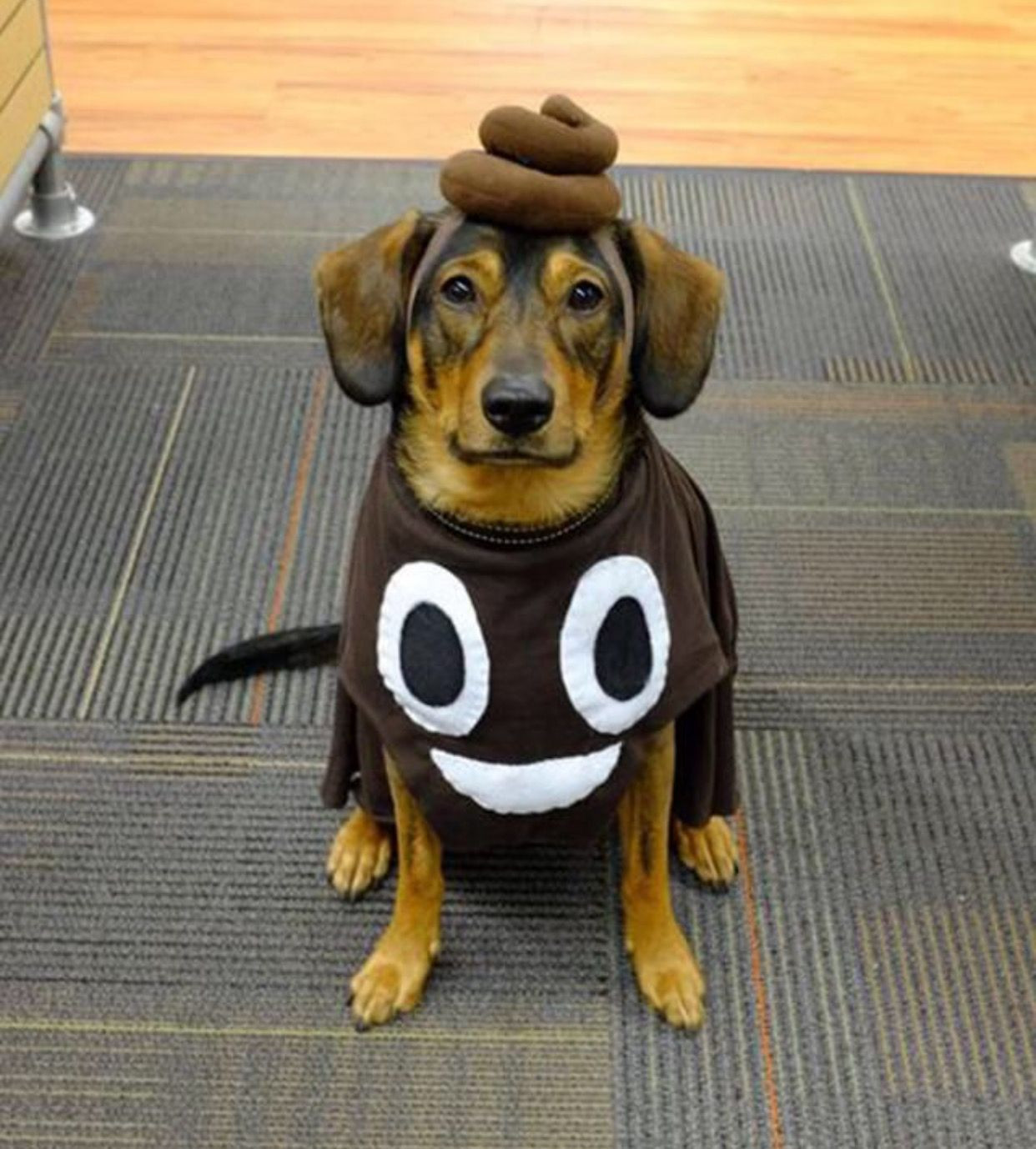 Pet Costumes for Large Dogs Awesome Diy Dog Costumes for Big Dogs