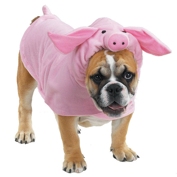 Piggy Dog Costume Beautiful Piggy Dog Halloween Costume by Casual Canine