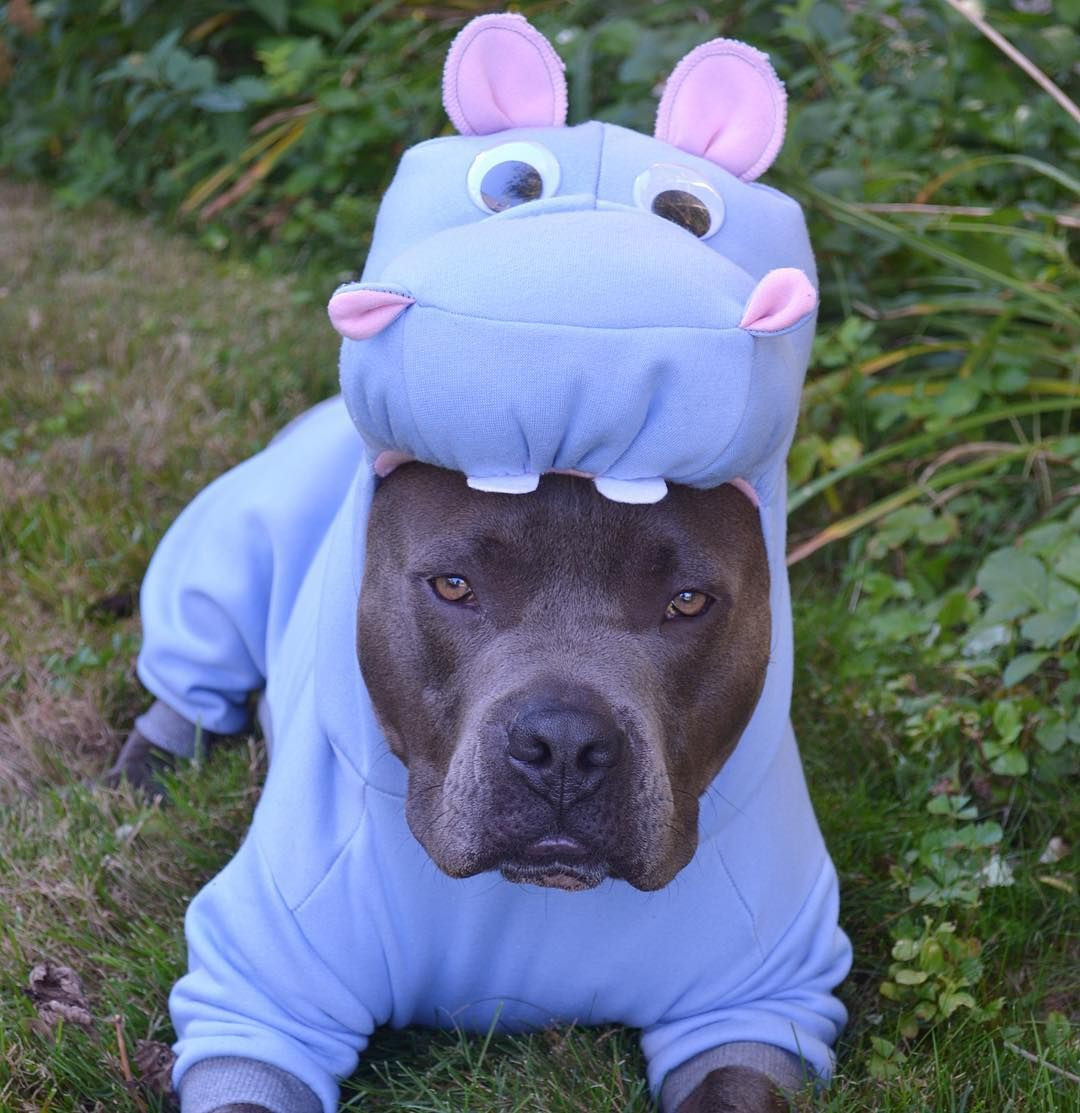 Pitbull Costumes for Dogs Fresh 21 that Prove Pit Bulls are even Cuter On Halloween