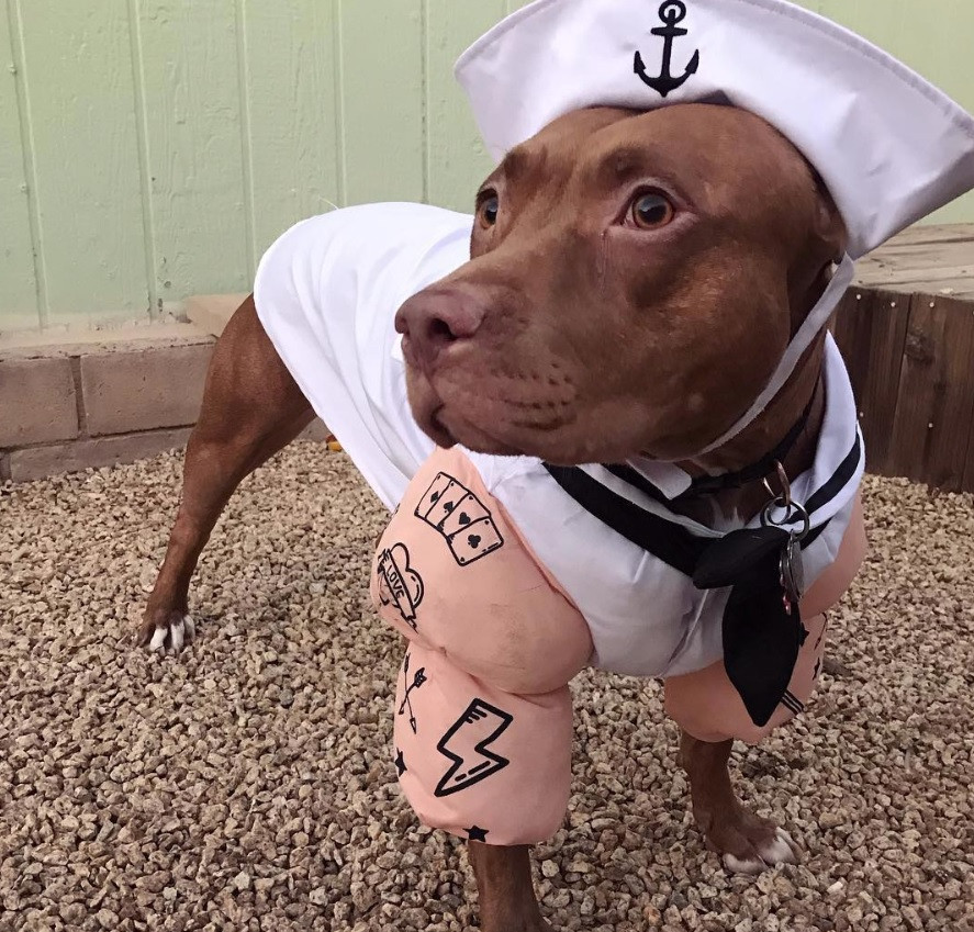 Pitbull Dog Halloween Costumes New the 70 Greatest Pit Bull Halloween Costumes Ever Page 15 Of 23