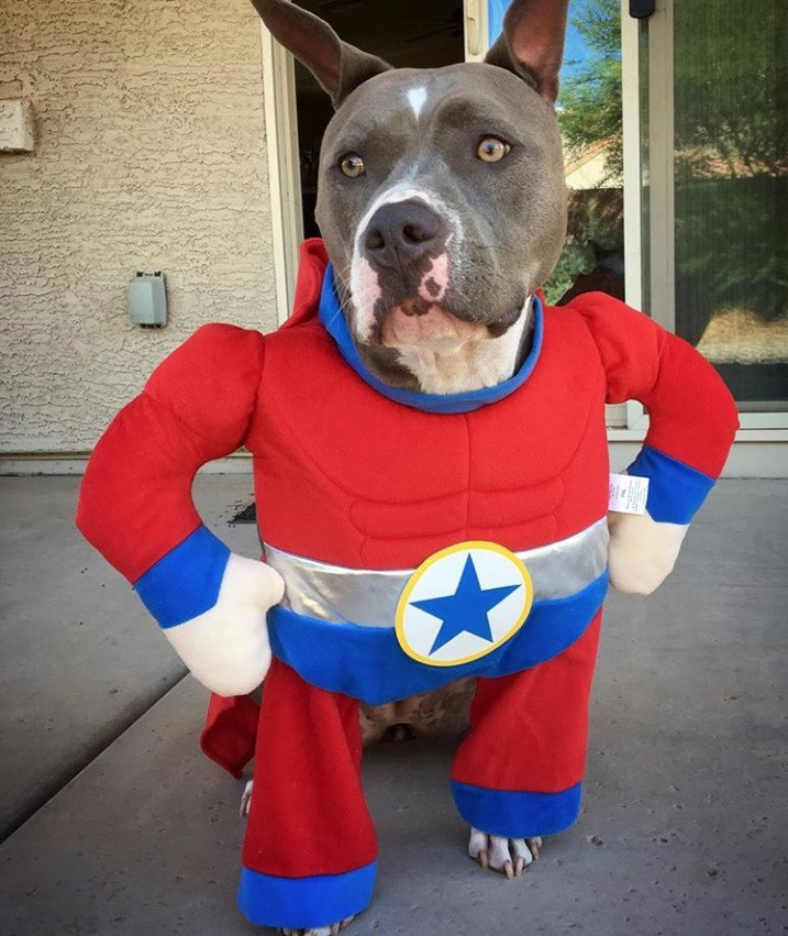 Pitbull Halloween Costume Fresh the 70 Greatest Pit Bull Halloween Costumes Ever Page 18 Of 23