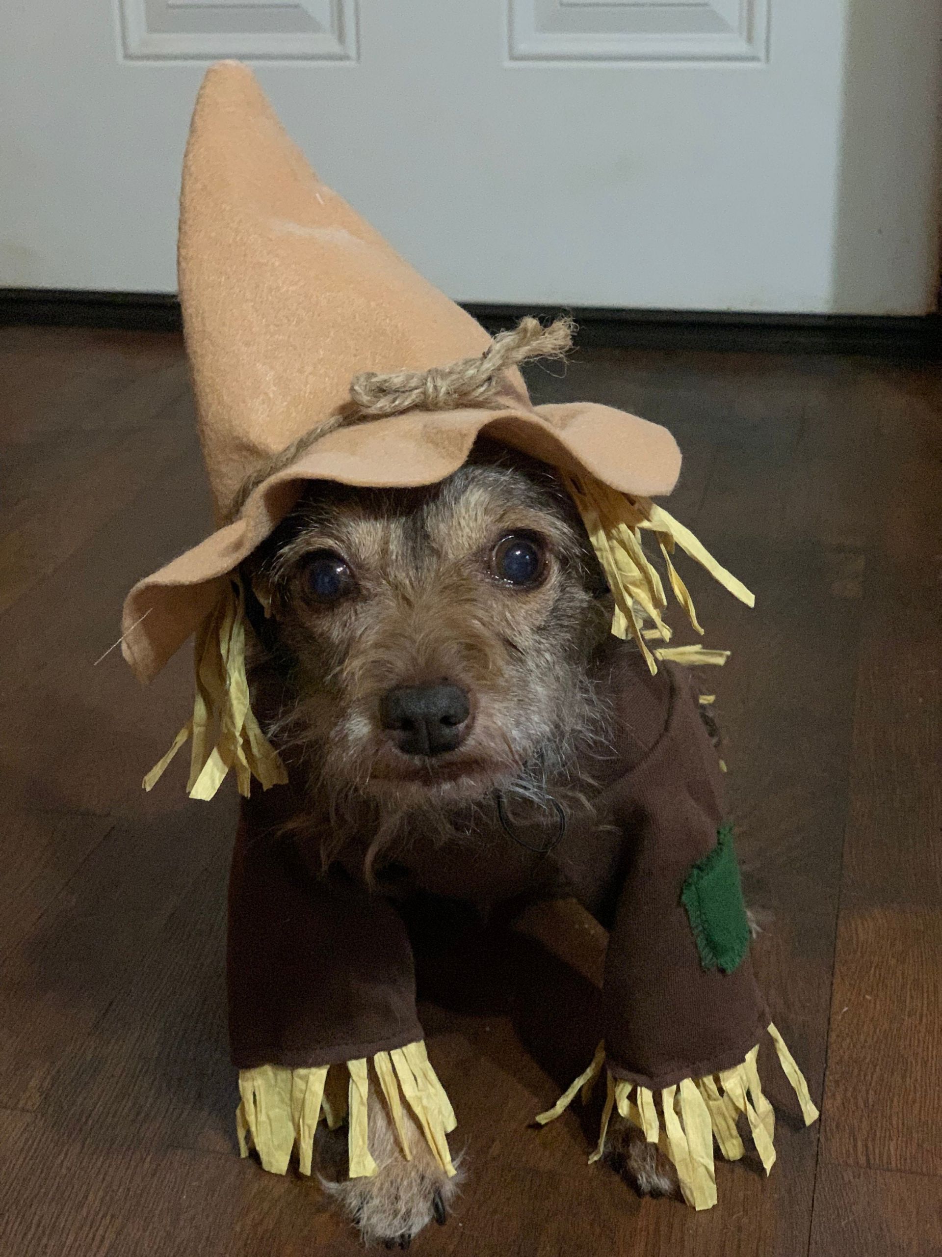 Scarecrow Dog Costume Best Of Scarecrow Dog Costume Wizard Of Oz Inspired Scarecrow Dog Outfit