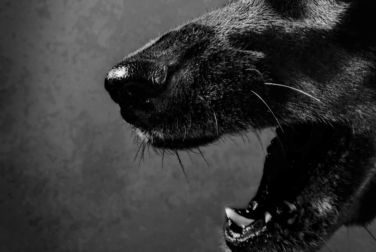 Scary Black Dogs Elegant Devil Dogs the Mysterious Black Dogs Of England Modern Farmer