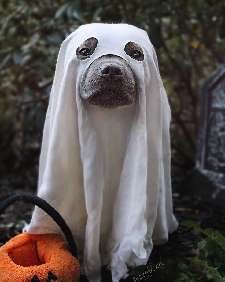 Spooky Dog Costumes Awesome 13 Spooky Fun Halloween Costume Ideas for Your Dog thatdogmomma