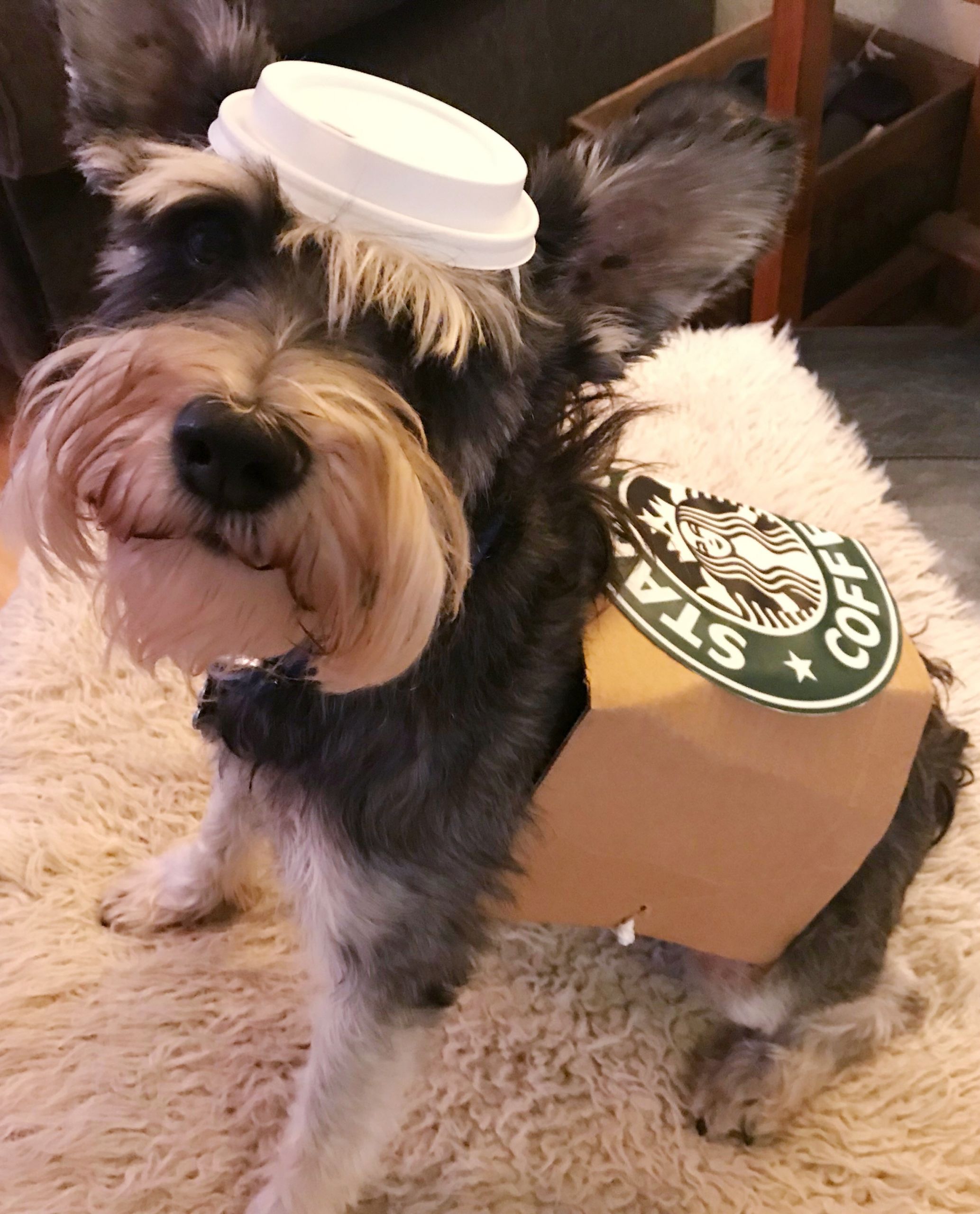 Starbucks Dog Costume Inspirational Diy Small Dog Halloween Costume Starbucks Puppuccino – Whiskers Gone Wild