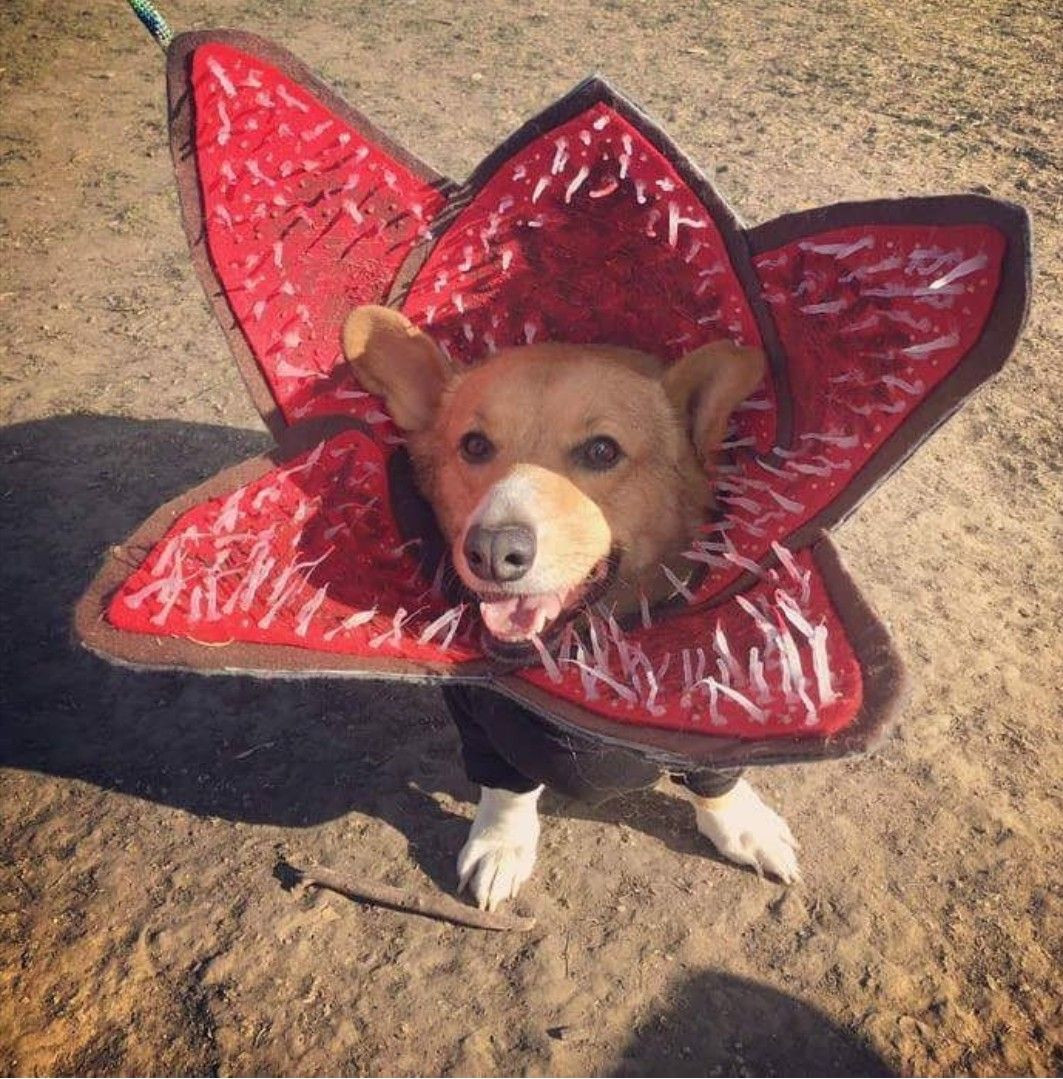 Stranger Things Demogorgon Dog Costume Unique Demogorgon Costume for Pets