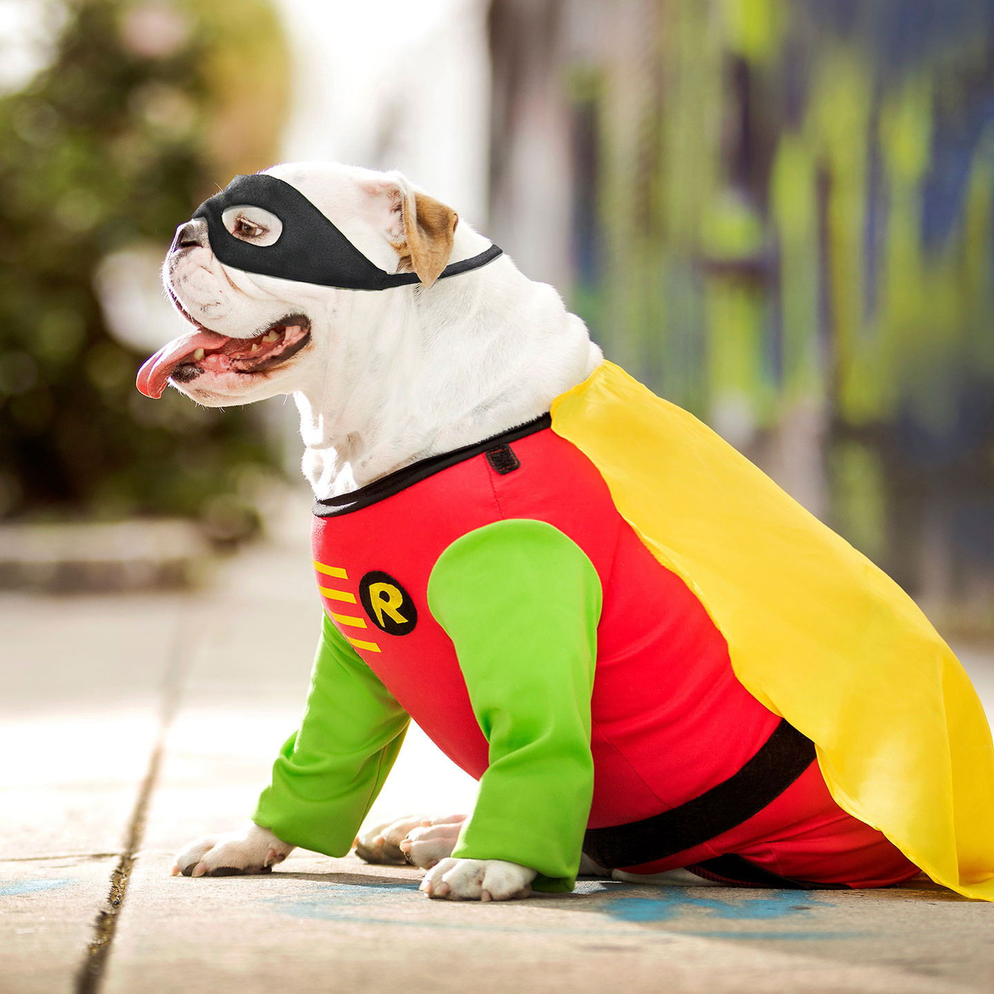 Superhero Dog Costume New the Best Dog Superhero Costumes Of 2021