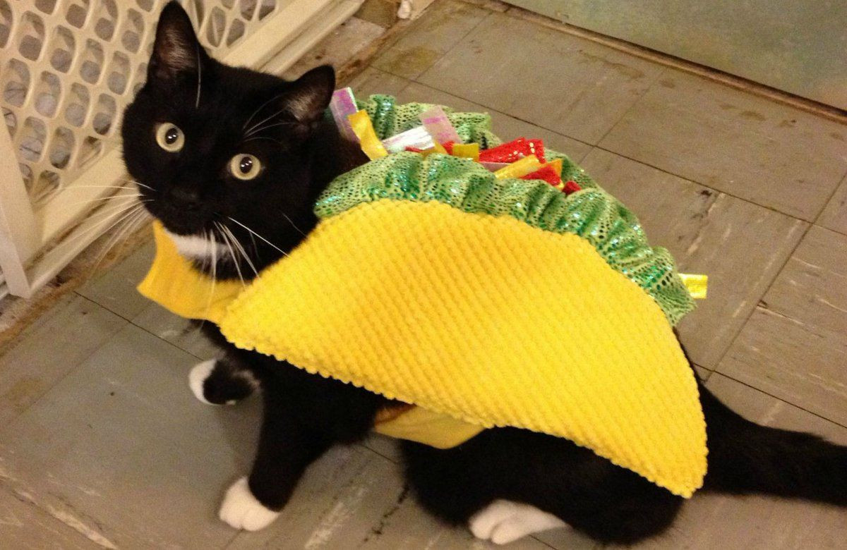 Taco Cat Costume Elegant Taco Cat Taco Cat Costume Costume Chat Pet Costumes Halloween