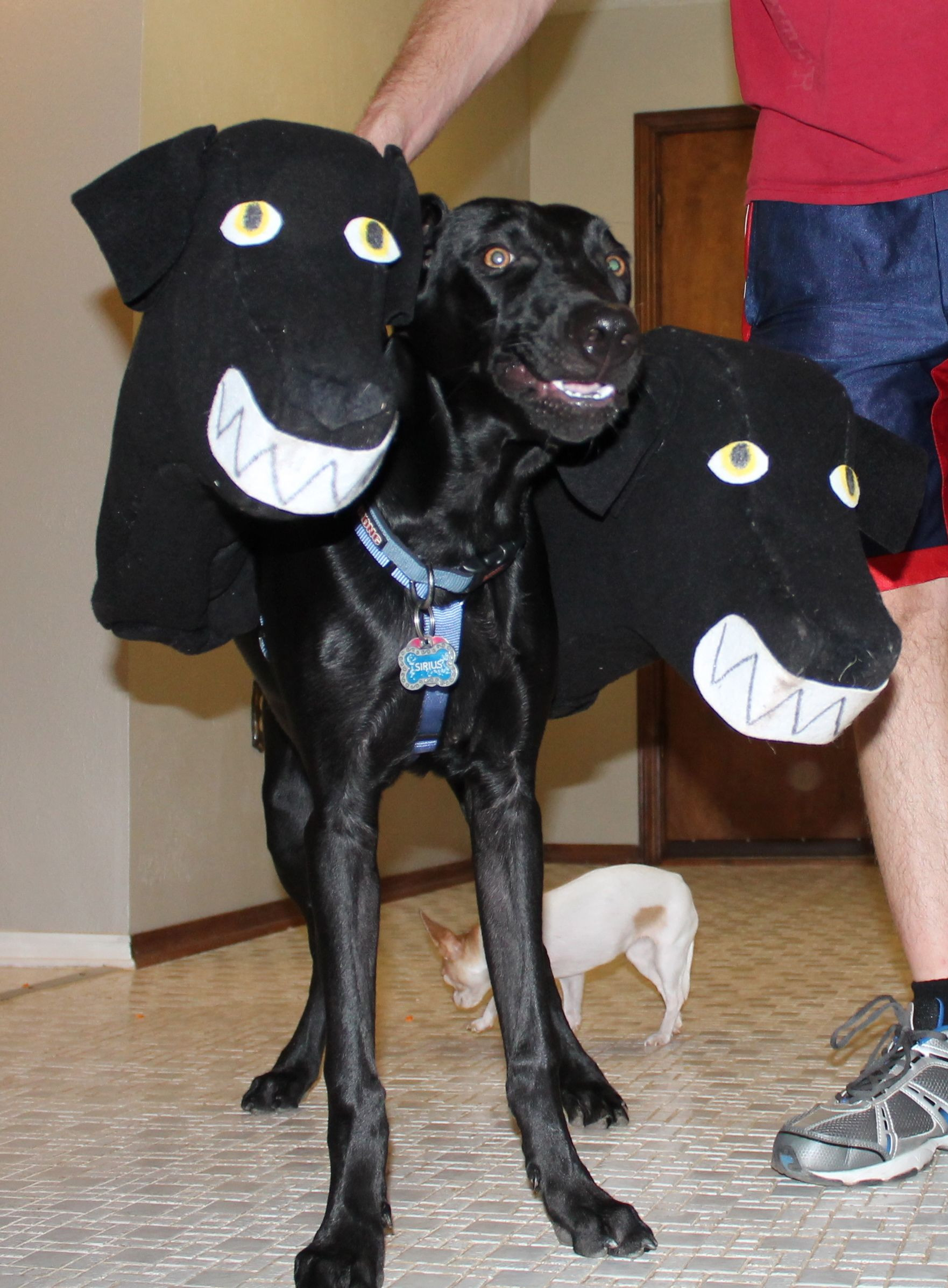 Three Headed Dog Costume Fresh Three Headed Dog Harry Potter Costume