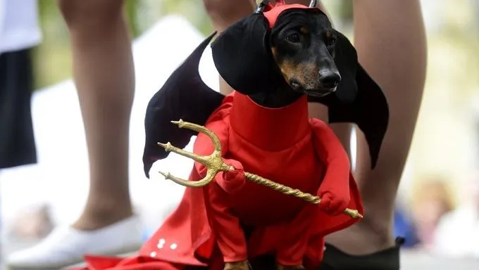 Wiener Dog Halloween New 10 Best Wiener Dog Costumes for Halloween [pictures] Dogtime