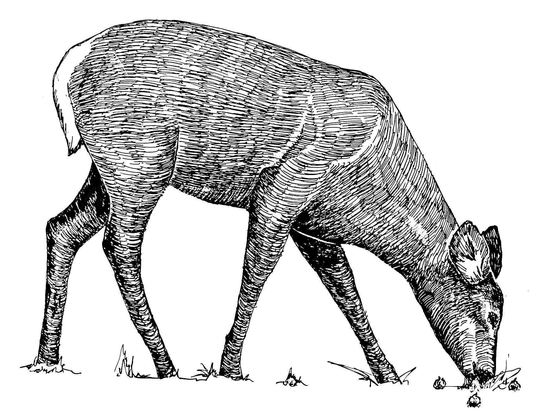 Animal Line Drawings Unique File Animal Line Art Drawing Wikimedia Mons