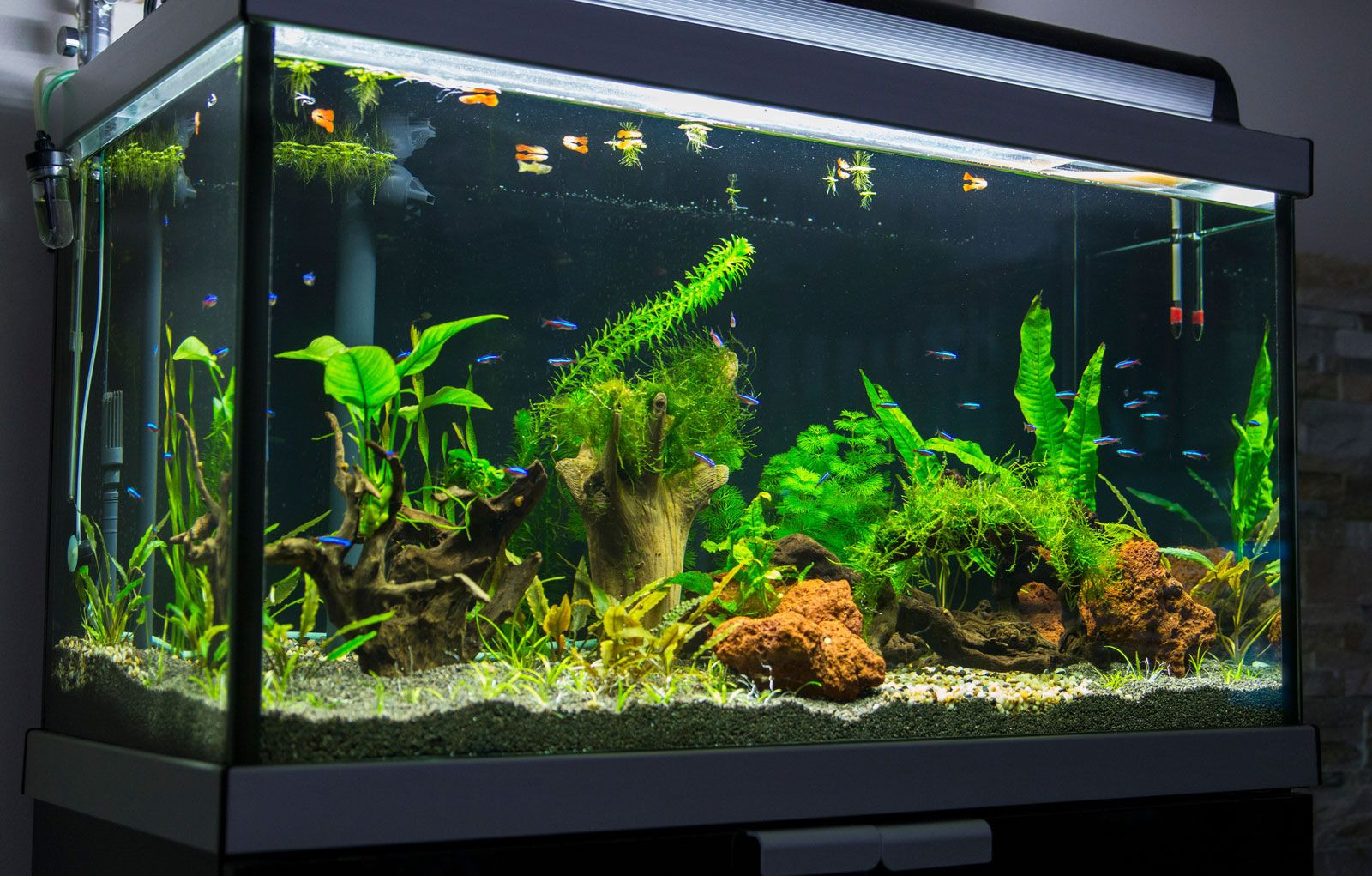 Aquarium and Fish Supplies Luxury Aquarium Setup Fish &amp; Supplies