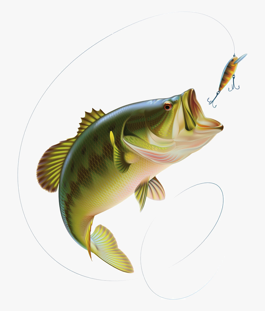 Bass Fish Clipart Best Of Free Bass Fish Cliparts Download Free Bass Fish Cliparts Png Images