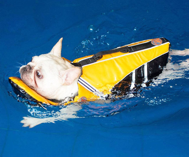 Best Life Vest for French Bulldog Beautiful Life Jacket for French Bulldog at Iola Stewart Blog