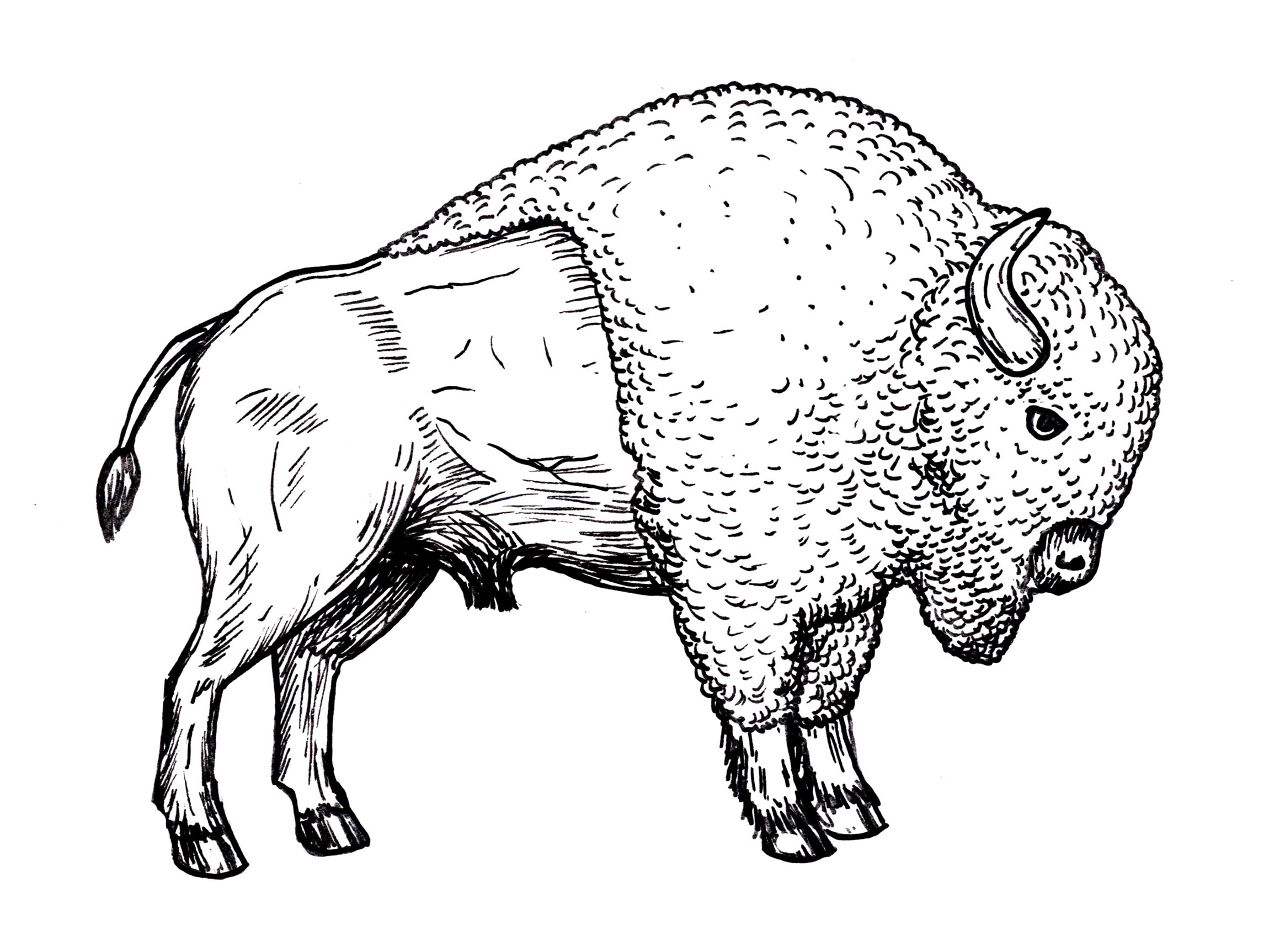 Bison Line Drawing Fresh Drawing Of Bison Buffalo – Line Art Illustrations