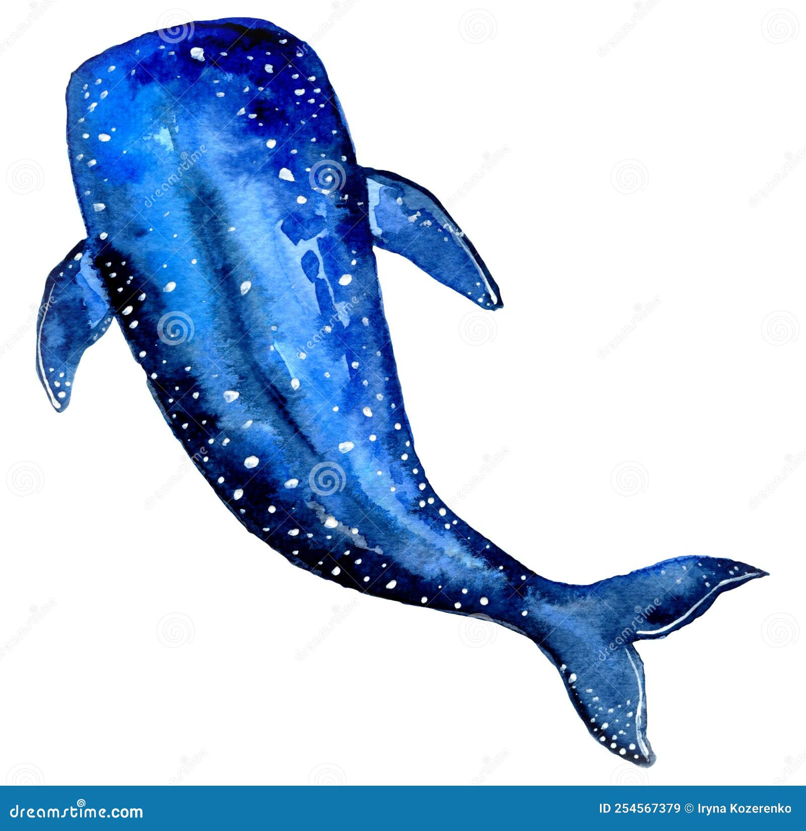 Blue Whale Illustration Lovely Watercolor Navy Blue Whale Illustration isolated On White Background