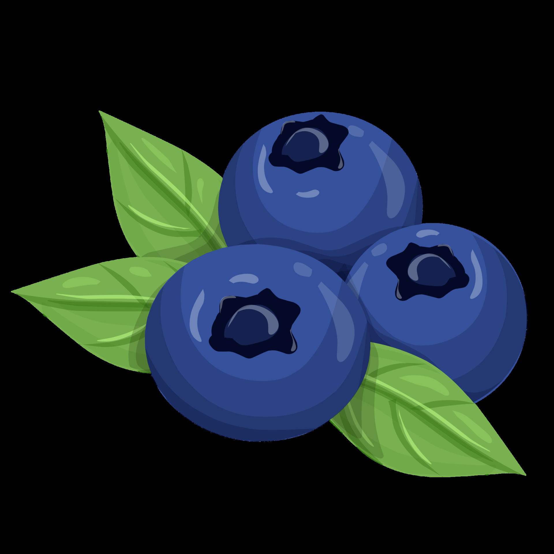 Blueberry Clip Art Unique Blueberry Clipart Fruit Illustration Png