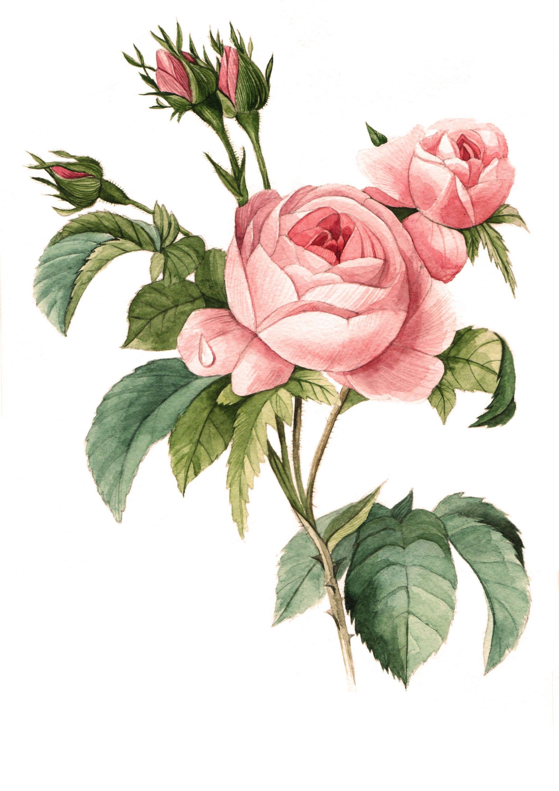 Botanical Flower Drawings Elegant Rose Botanical Drawing at Getdrawings