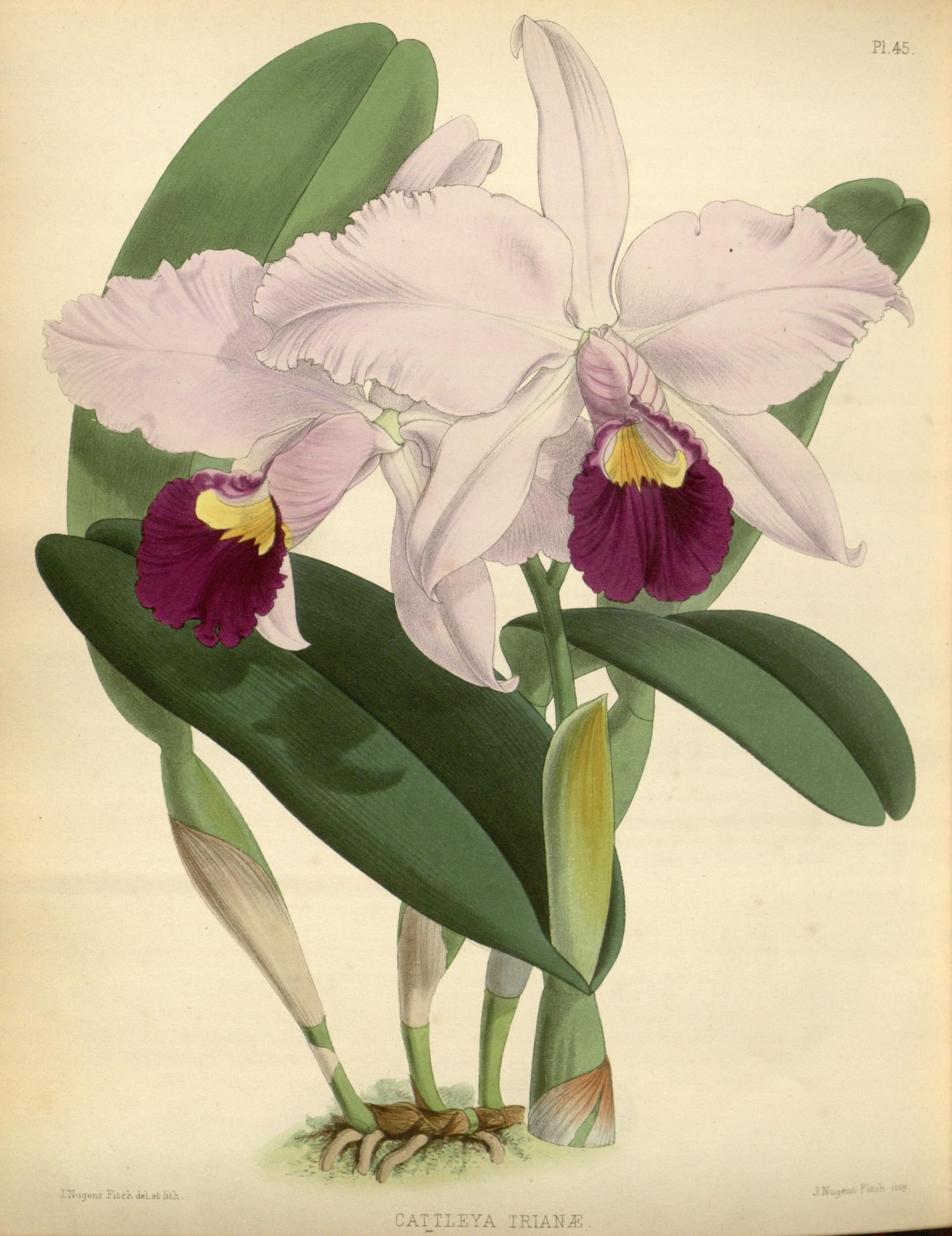 Botanical Illustration orchid Inspirational 1882 orchid Album Biodiversity Heritage Library