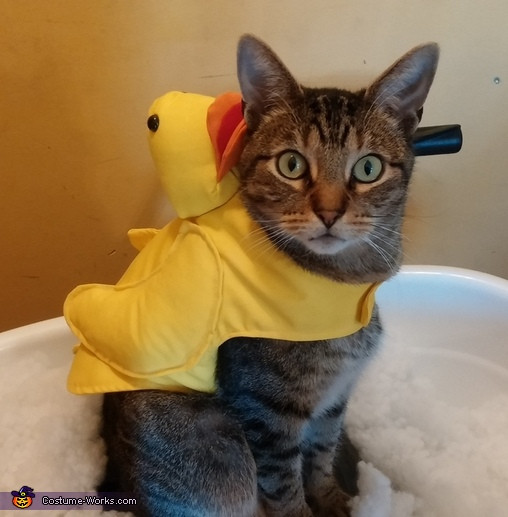 Cat Duck Costume Awesome Rubber Ducky Cat Costume 2 3