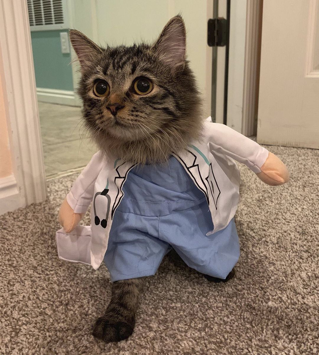 Cat In Doctor Outfit New Cat Cute Doctor Costume Buy Line In 2021