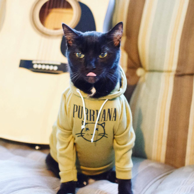 Cat Inside Hoodie New Cats In Hoo S