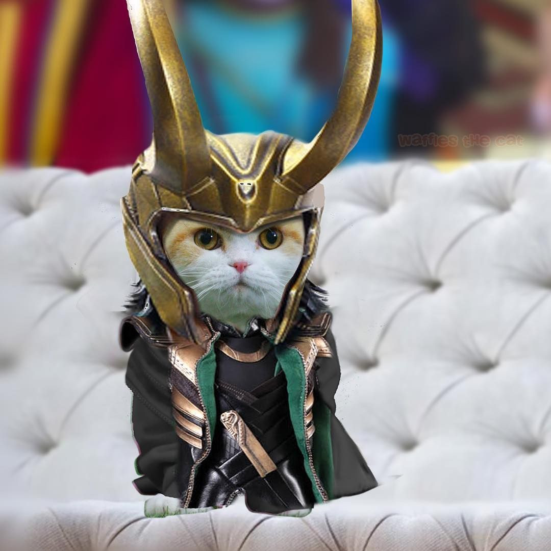 Cat Loki Costume Best Of It S A Lokitty Thorragnarok Loki