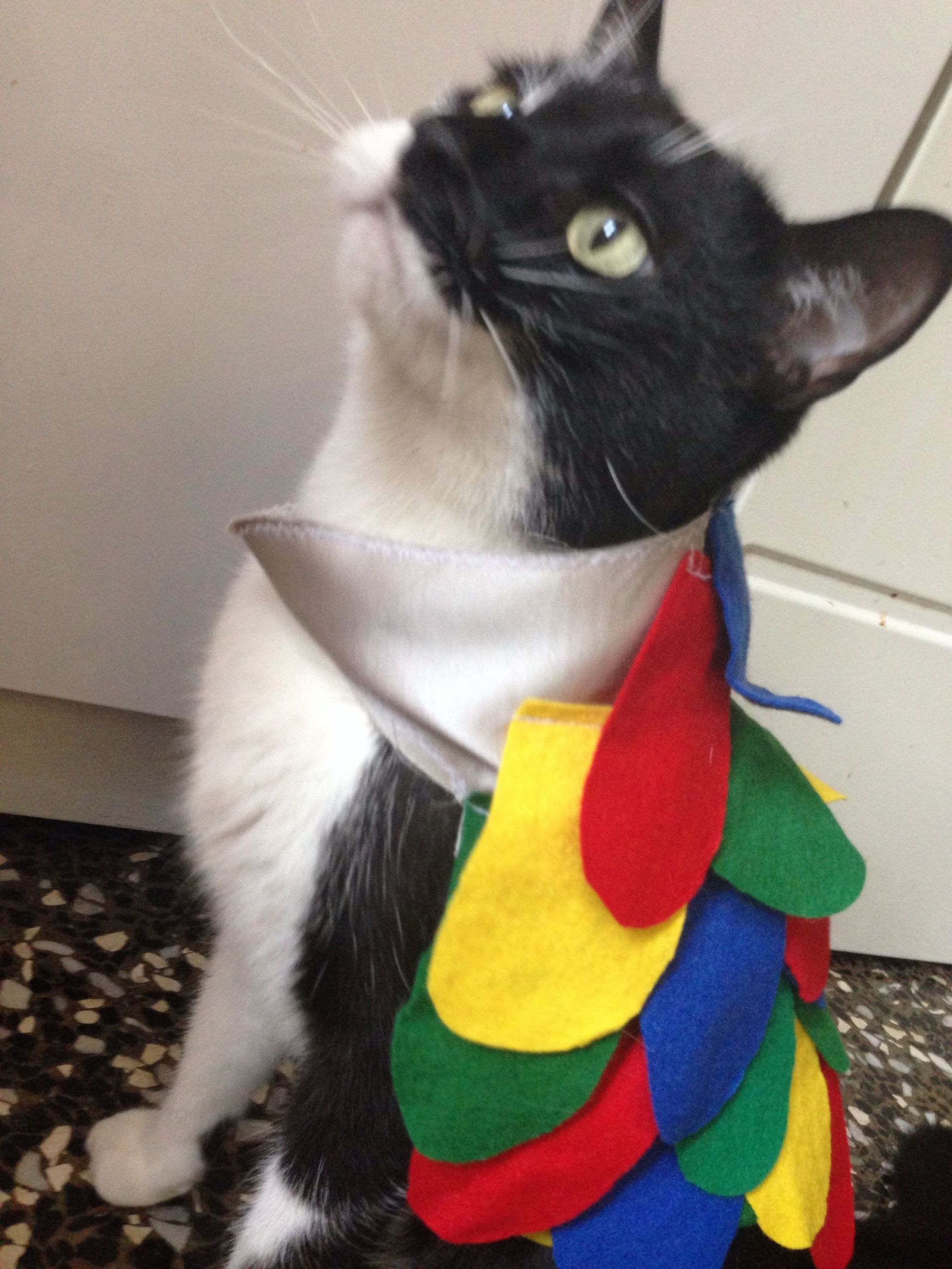 Cat Parrot Costume Lovely Diy Cat Parrot Costume