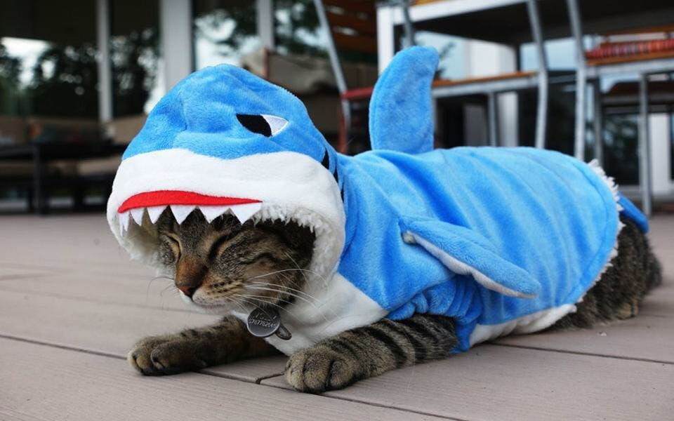 Cat Shark Costume Elegant Cat Wearing Shark Costume