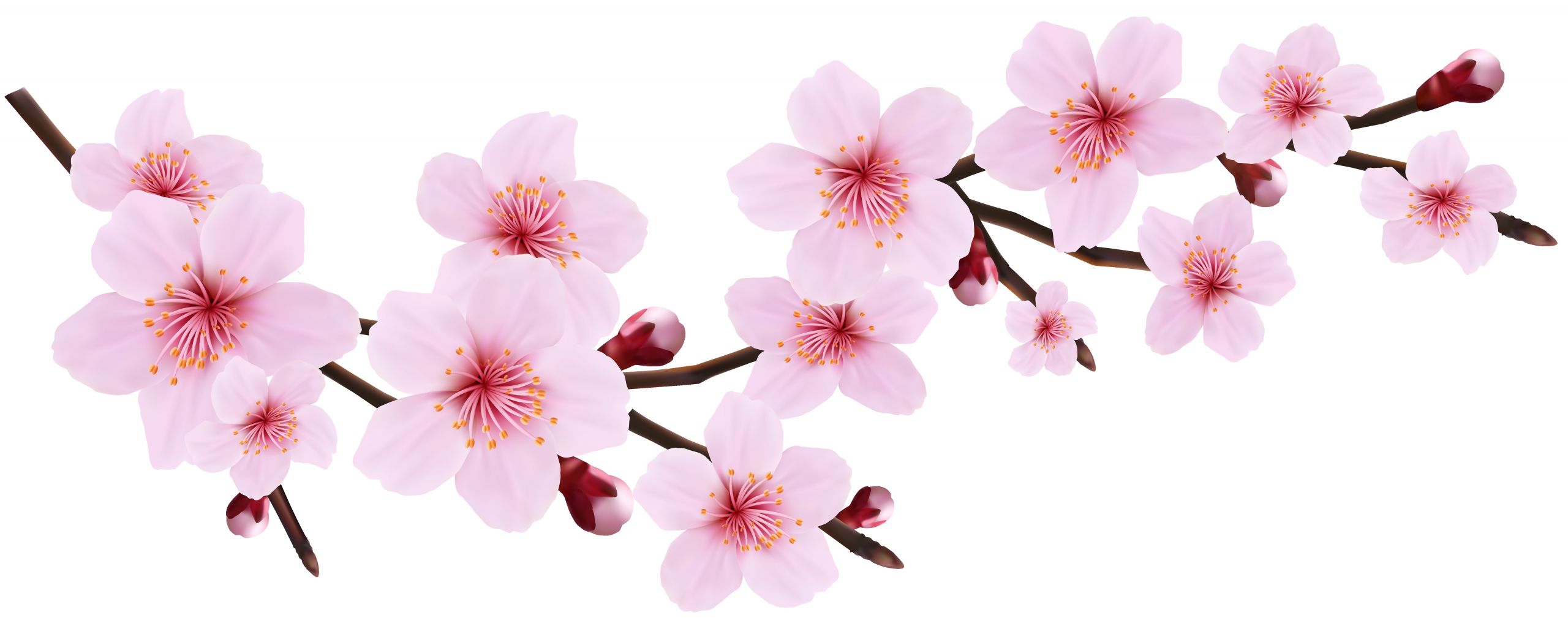 Cherry Blossom Flowers Clipart Beautiful Cherry Blossom Flower Clipart Graphics